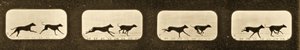 Image sequence of running Greyhounds, 